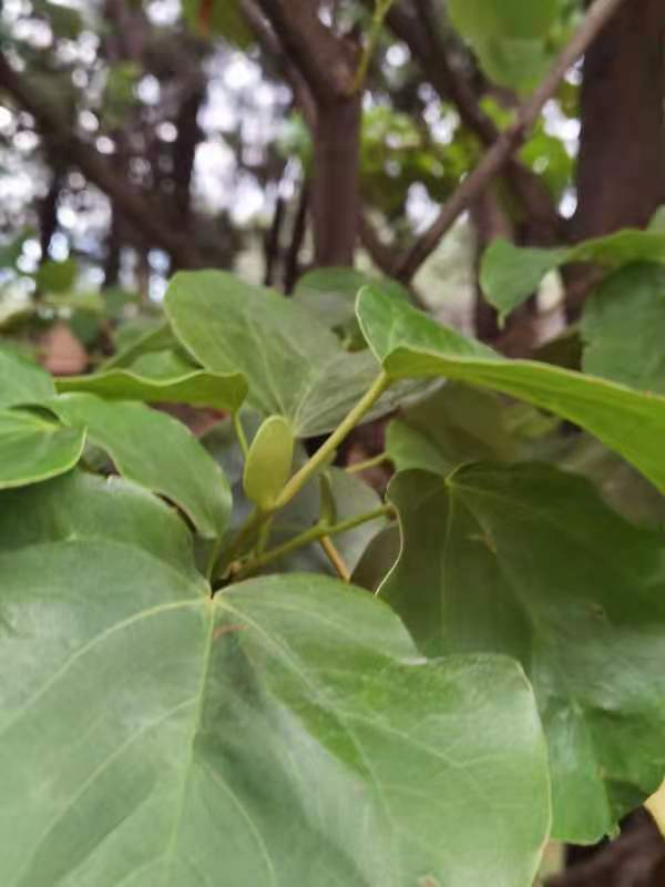 蓝花楹樱花世界上长得最大的树防火的树各种木兰科树