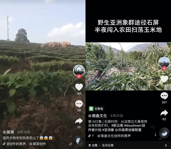 在抖音网友的视频里,我看到云南野象北迁的故事