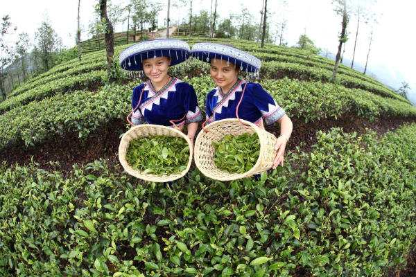 上对昌宁古茶都有记载唐代陆羽之《茶经》和唐《蛮书》与茶叶背后浓郁