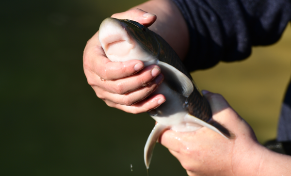 通过近10年努力珠江水系土著鱼繁育成功 助推鲁布革乡生态修复工作再
