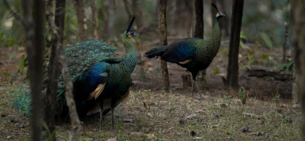 快来看野生绿孔雀小宝宝出巢啦