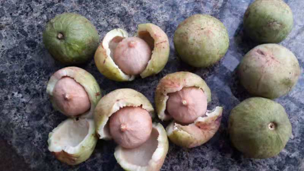 聚焦cop15一颗蒜头果富了穷窝窝