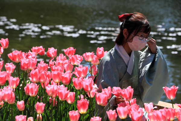 翠湖公园郁金香花展图片